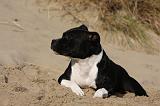 STAFFIE 285